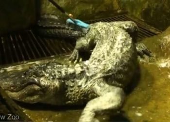 Un aligator, supravieţuitor al celui de-al Doilea Război Mondial, a murit la 84 de ani