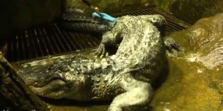 Un aligator, supravieţuitor al celui de-al Doilea Război Mondial, a murit la 84 de ani