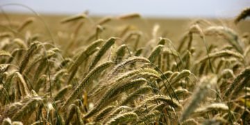 Agricultura poate deveni locomotiva inovării și dezvoltării