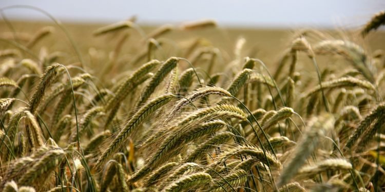 Agricultura poate deveni locomotiva inovării și dezvoltării