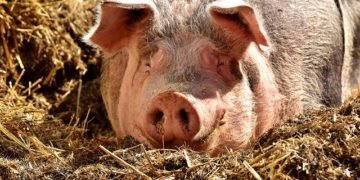 Fostul șef ANSVSA, actualmente consultant APCPR, susține că românii nu ar mai trebui să crească porci în gospodărie