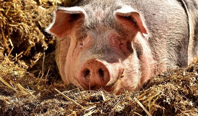 Fostul șef ANSVSA, actualmente consultant APCPR, susține că românii nu ar mai trebui să crească porci în gospodărie