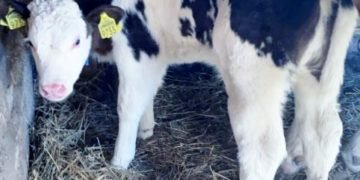 După secetă, fermierii primesc un nou „cadou” – APIA vine în control