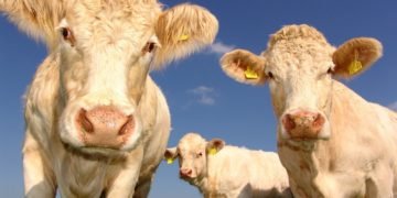 Lumea e în pandemie și CE caută un logo pentru animalele crescute în condiții de bunăstare