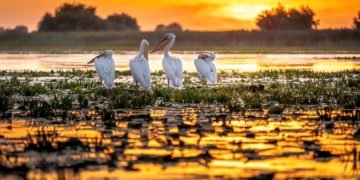 Amenzi în valoare de 63.000 de lei pentru meltenii care s-au aventurat în Delta Dunării