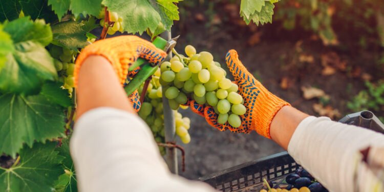 Pandemia a crescut consumul de vin ecologic. Ce a reușit un italian la Tulcea