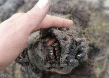 Descoperire de senzație pentru biologie în Antarctica