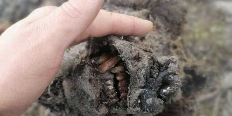 Descoperire de senzație pentru biologie în Antarctica
